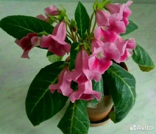 Глоксиния Тидея Розовая