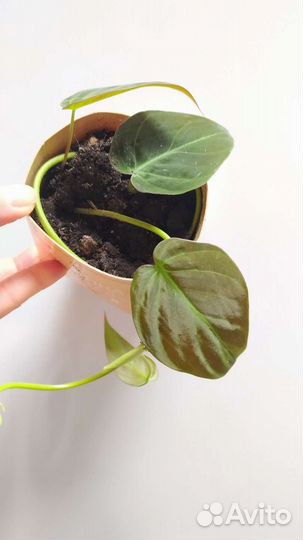 Циссус, Сциндапсус Пиктус, филодендрон