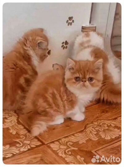 Солнечный зайчик