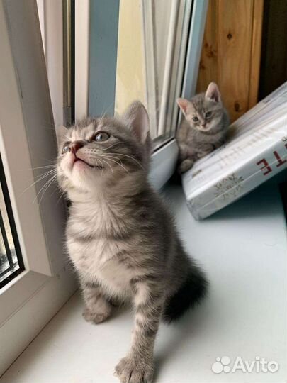 Кошка в дар бесплатно