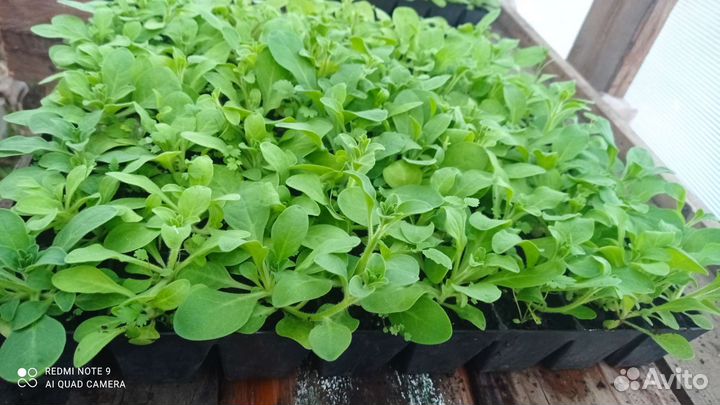Петуния кустовая