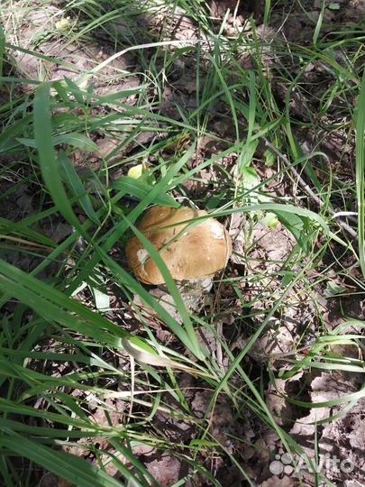 Белые грибы