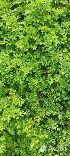 Петрушка свежая,Цветок Декабрист