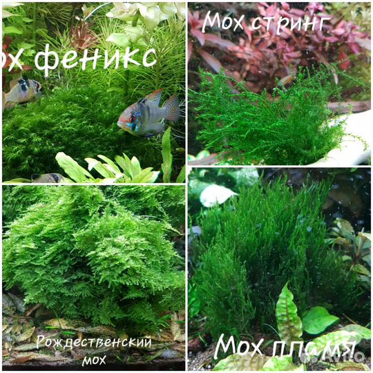 Буцефаландра, папоротники, мхи. Лава вулканич