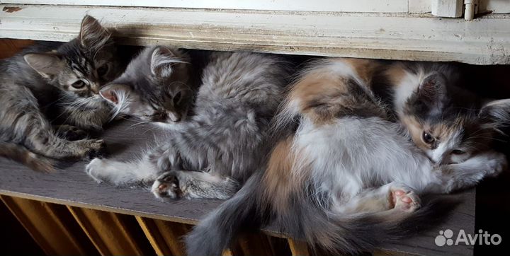 Котята в добрые руки