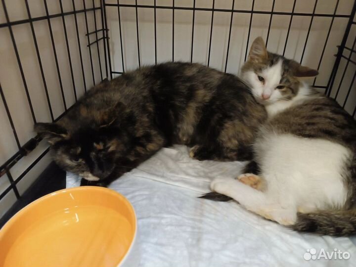 Кошки в добрые руки