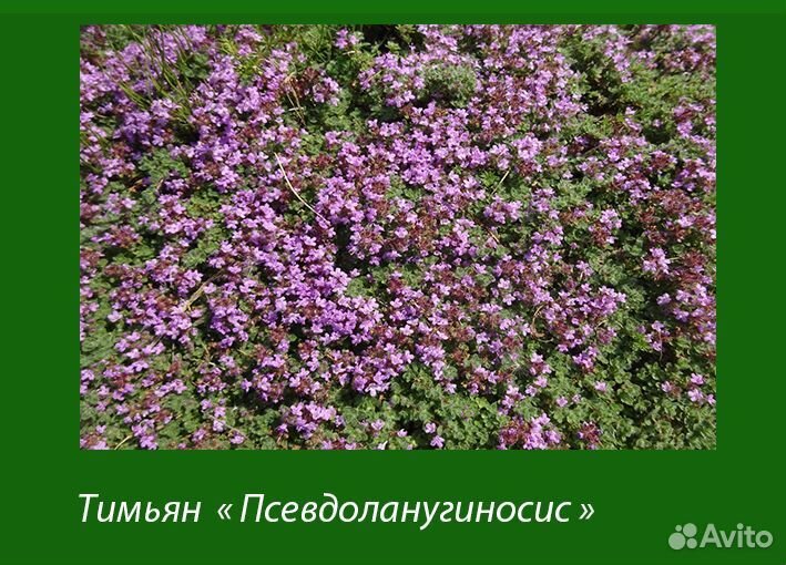 Многолетние садовые цветы