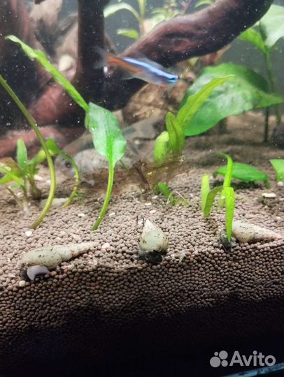 Улитки милания