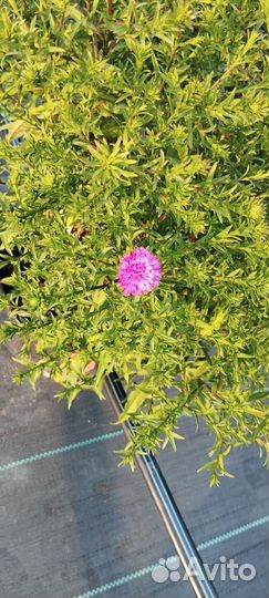 Хризантемы мультифлора