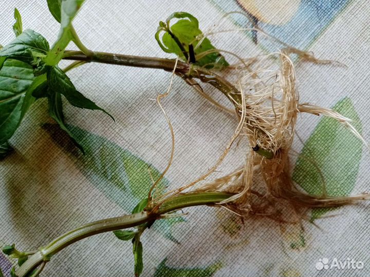 Кустики Мяты