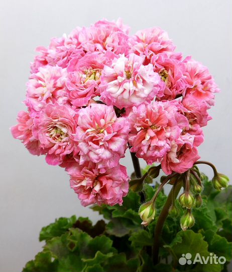 Пеларгония RushmoorAvon