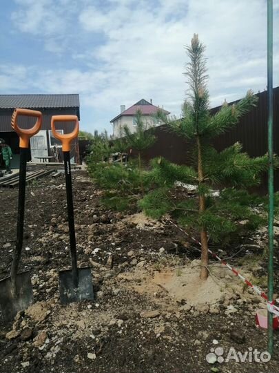 Саженцы сосны ели пихты туи и др пород