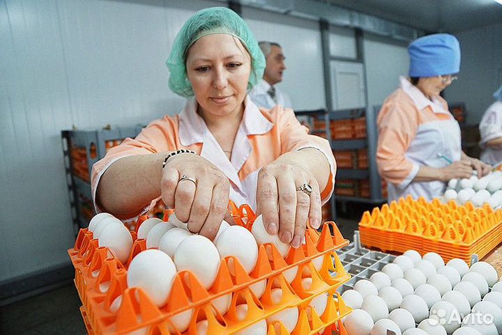 Работа на птицефабрике, зарплата сразу