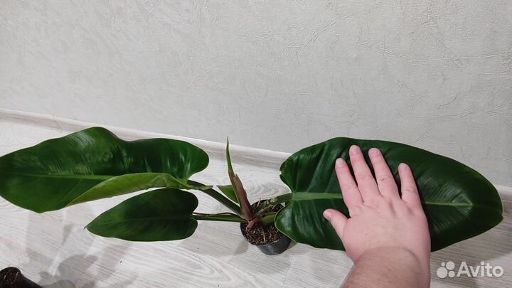 Филодендроны, часть1