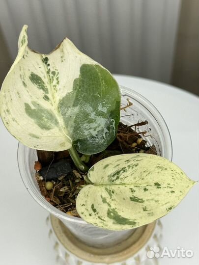 Сциндапсус Dark Cloud varv