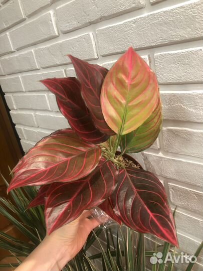 Аглаонема (тай)