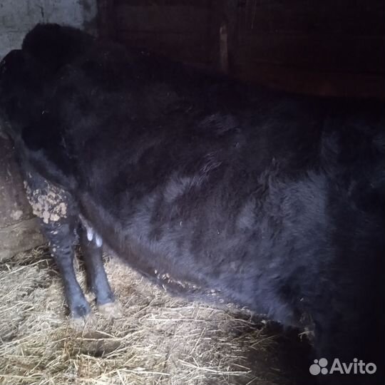 Корова дойная