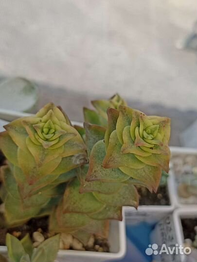 Вариегантные суккуленты