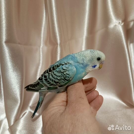 Попугай птенец