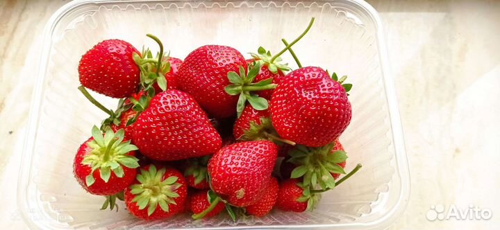 Рассада клубники из Новенького: окс,зкс,фриго