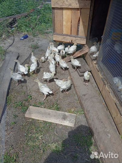 Индюшата хайбрид