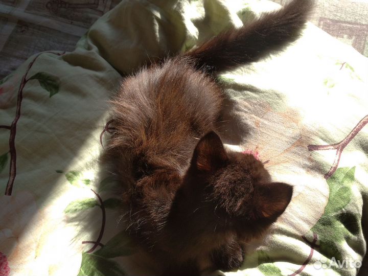 Котёнка в добрые руки