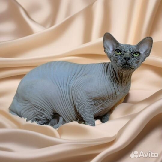 Голубая девочка