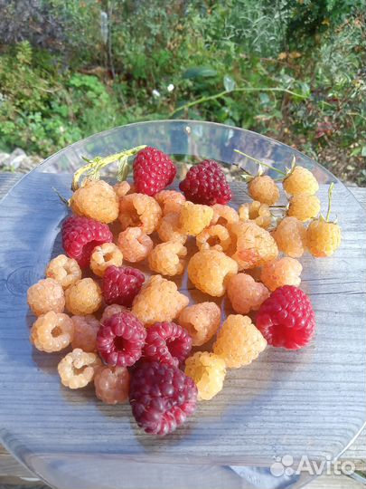 Саженцы малины