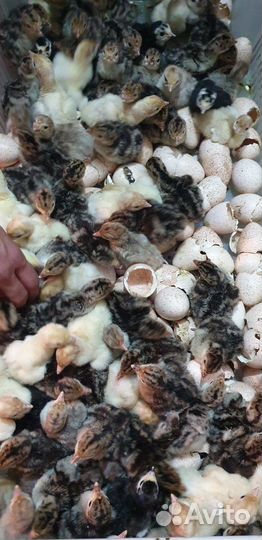 Индюшата суточные