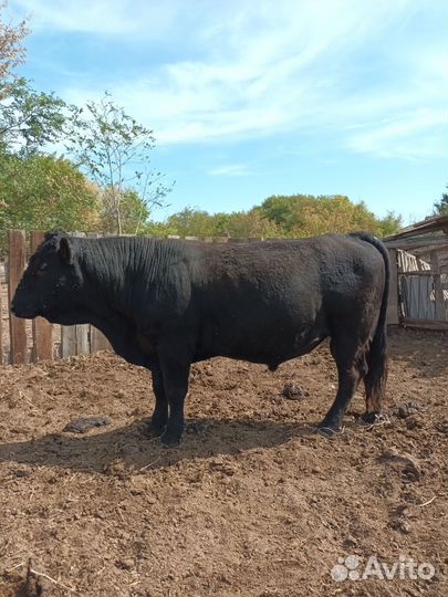Бык на племя
