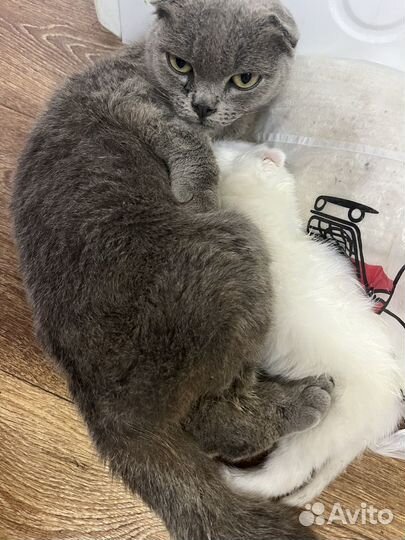 Отдам котенка от британки