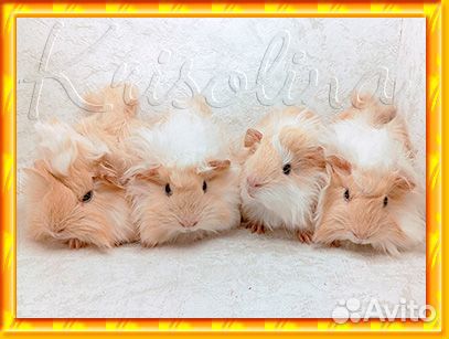 Морская свинка породистая с доставкой по городу