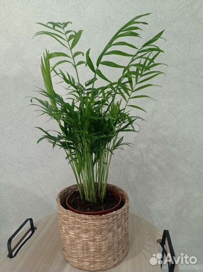 Пальма хамедорея (Бамбуковая пальма)