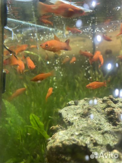 Аквариумные рыбки отдам бесплатно