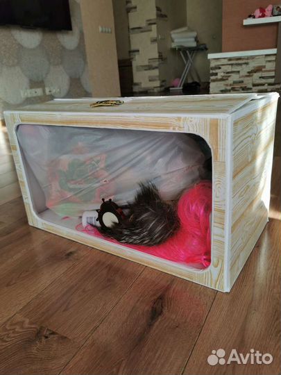 Игра шоу нащупай аренда аниматор