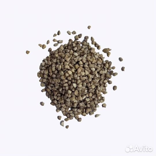 Семена Гуава (гуайява) 10 шт