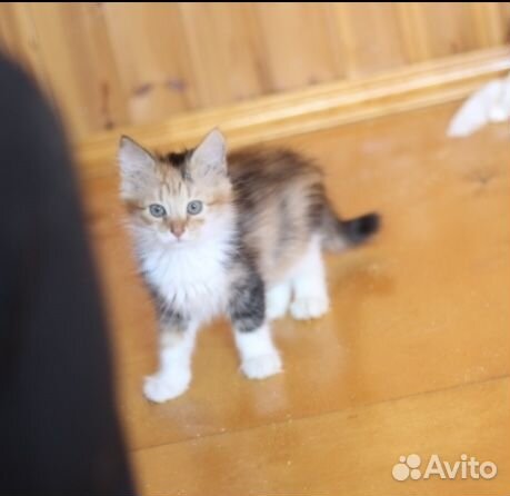 Веснушка ищет дом