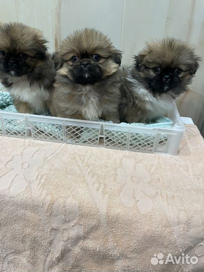 Щенки пекинеса