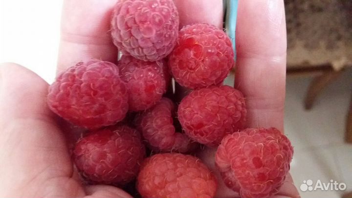Кусты ремонтадной малины Шапка Мономаха