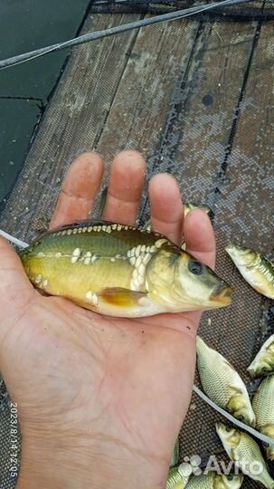 Малёк карпа этого года