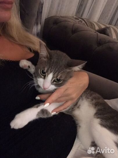 Домашняя передержка кошек, зооняня индивидуально