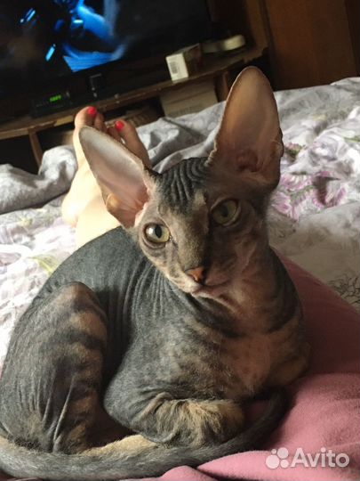 Донской сфинкс