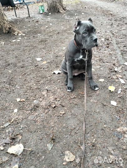 Собаки щенки кане корсо