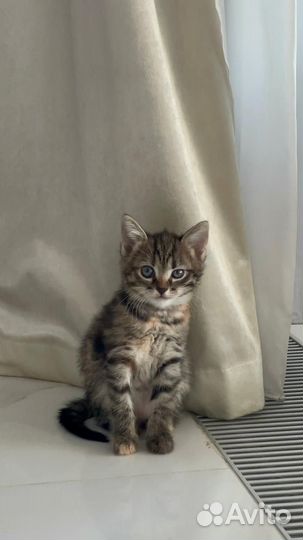 Котята