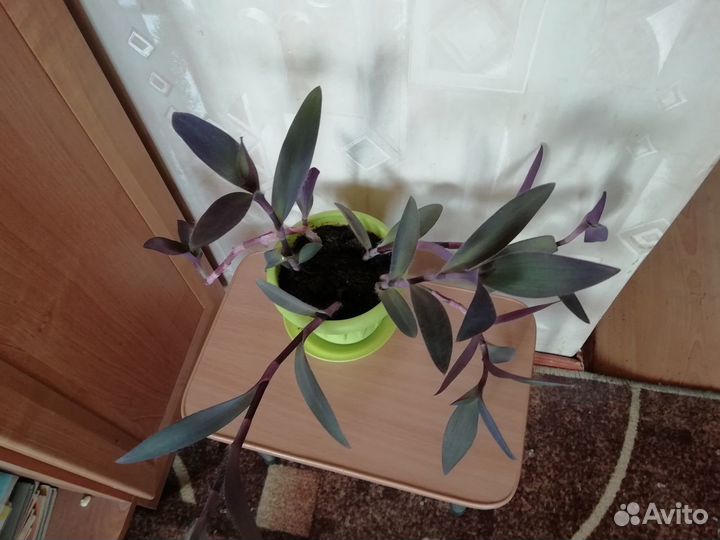 Традесканция Сеткреазия пурпурная и цветок Рео