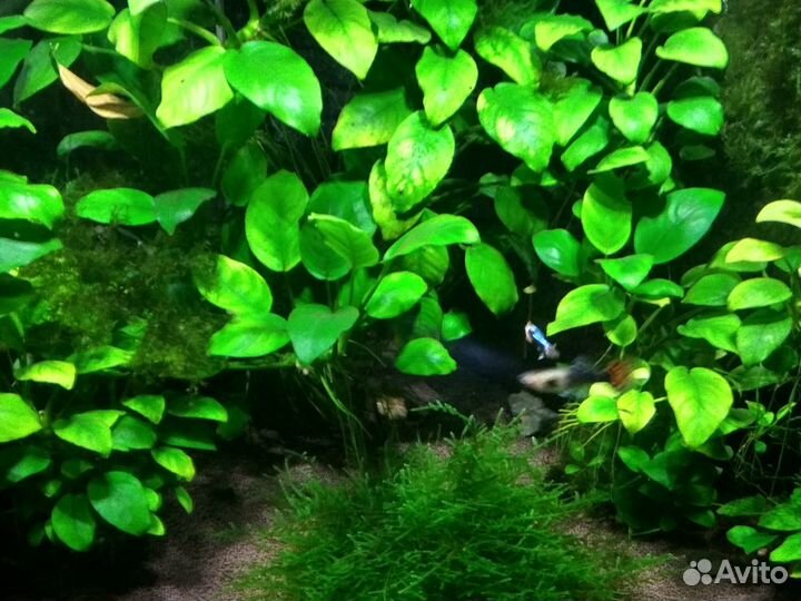 Аквариумные растения