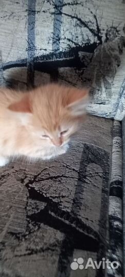 Котик в дар