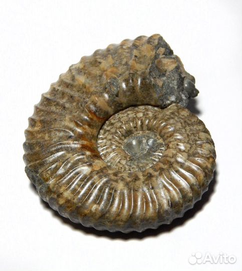 Аммонит Deshayesites dechyi