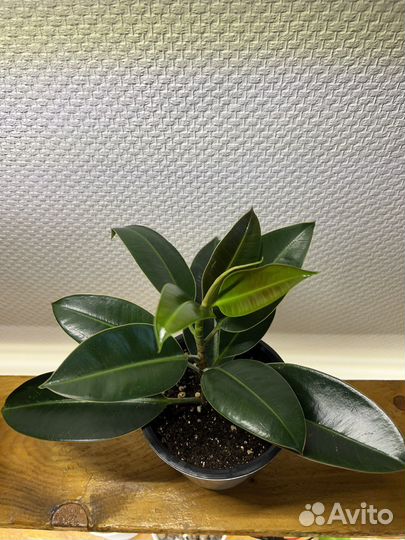 Сортовые фикусы