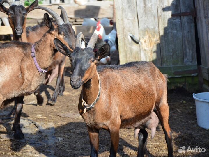Коза дойная альпийская